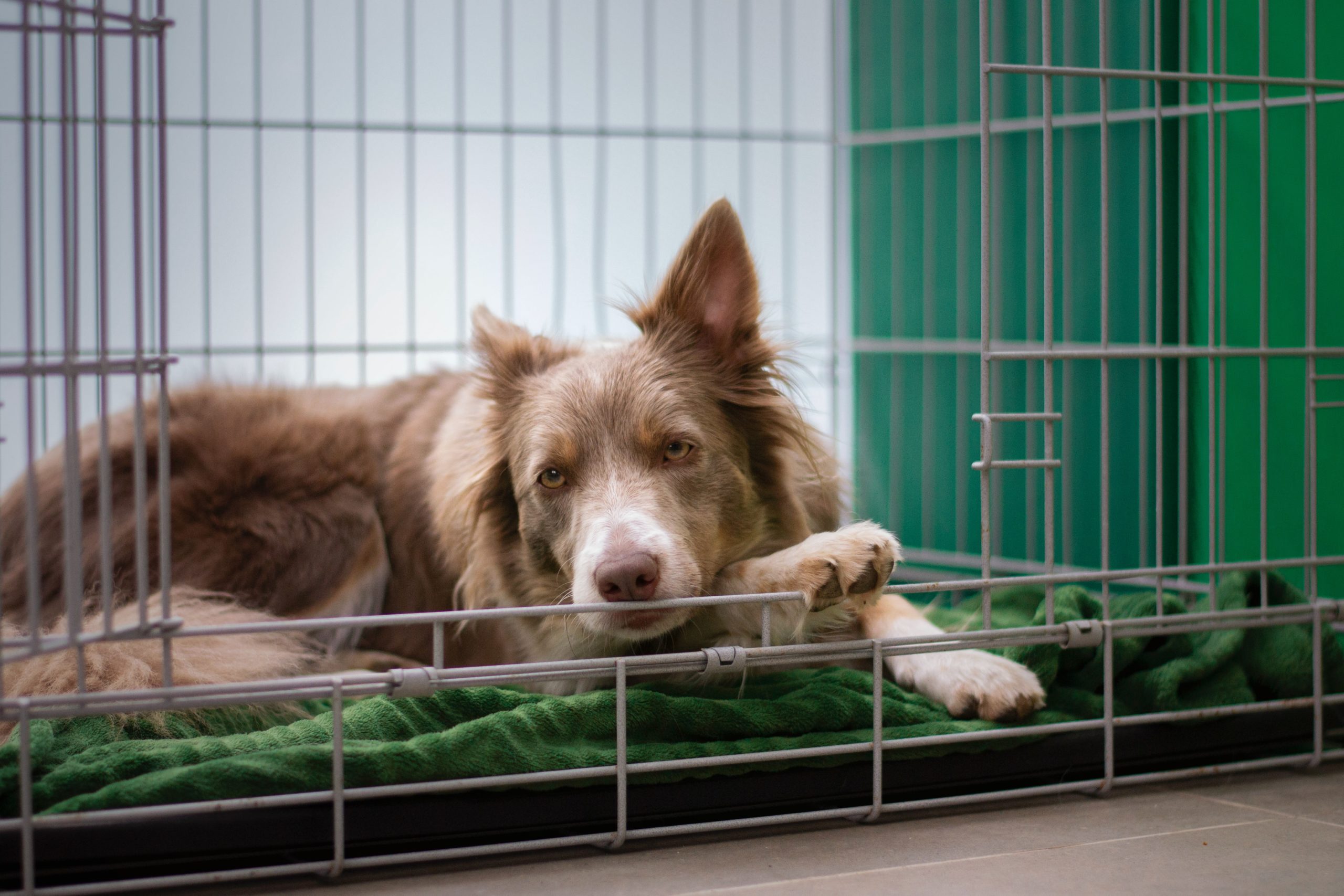 dog in crate