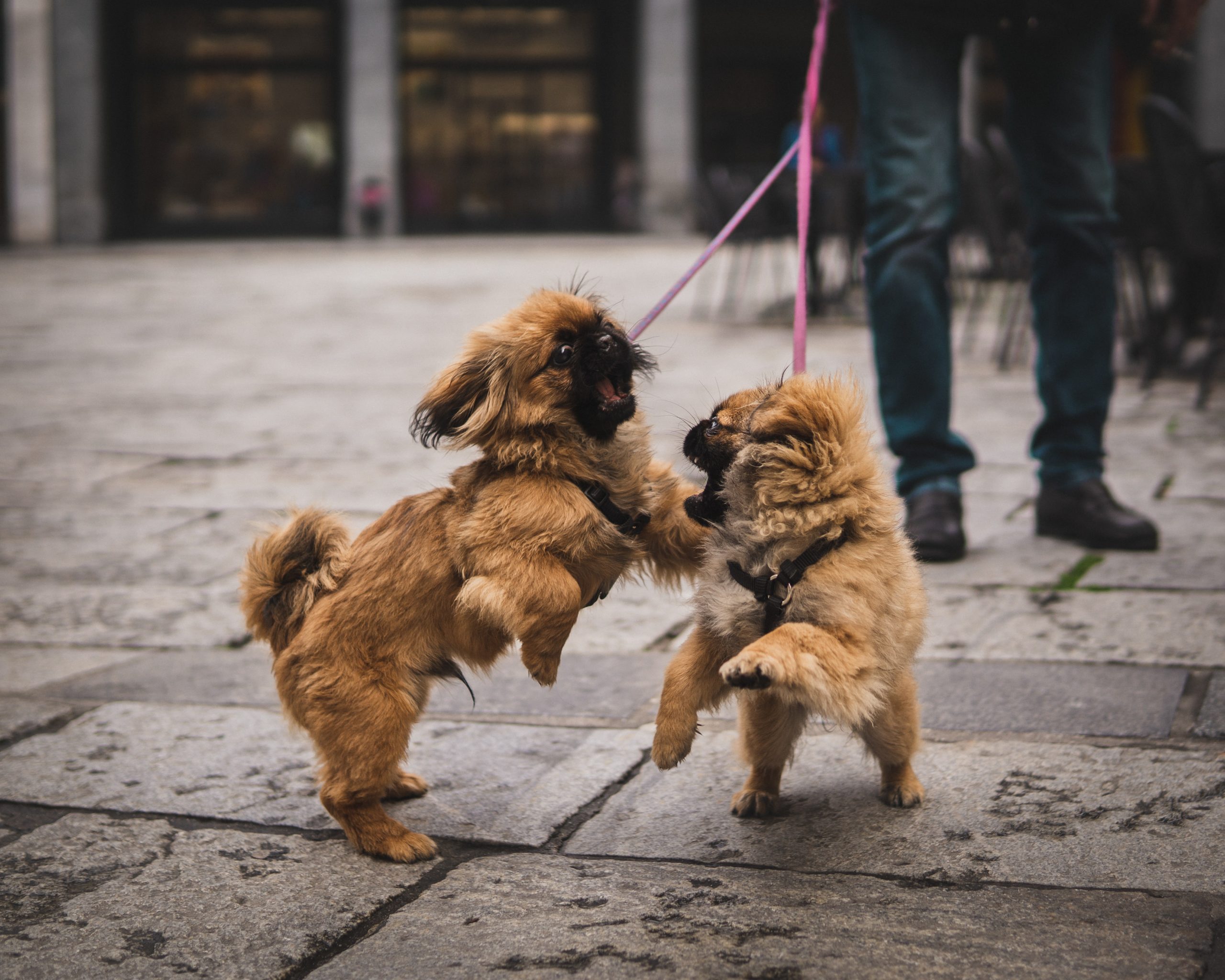 two dogs fighting on leash