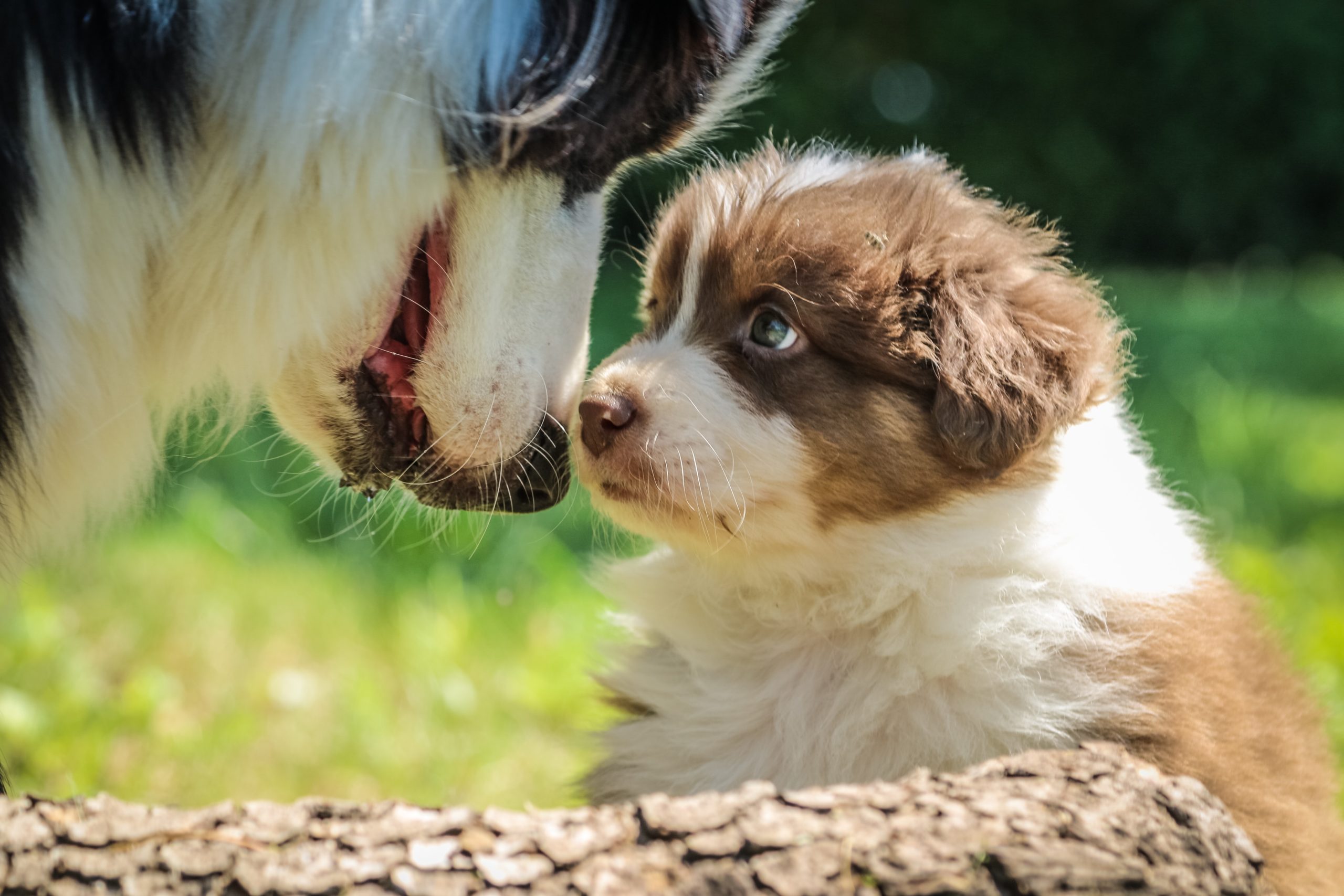 mom and pup