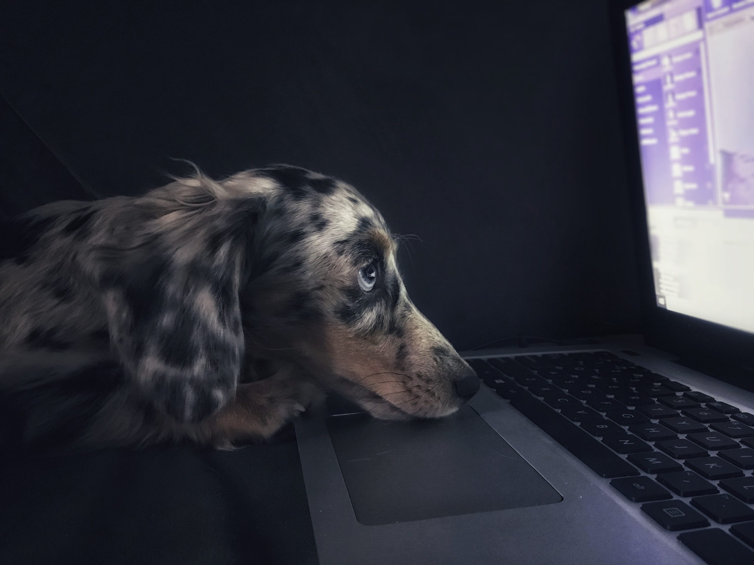 dachshund on laptop